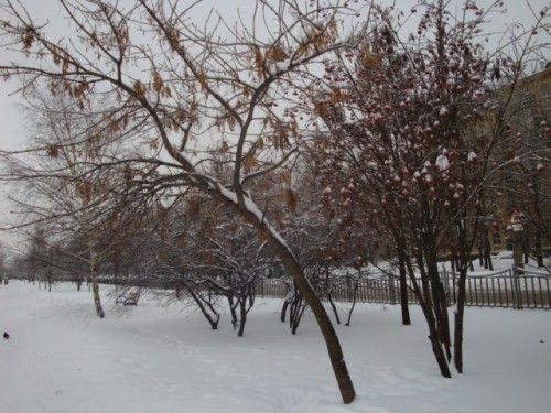 Зимняя аллея