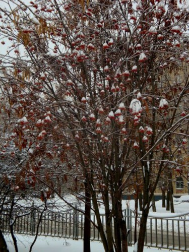 Рябина под снегом