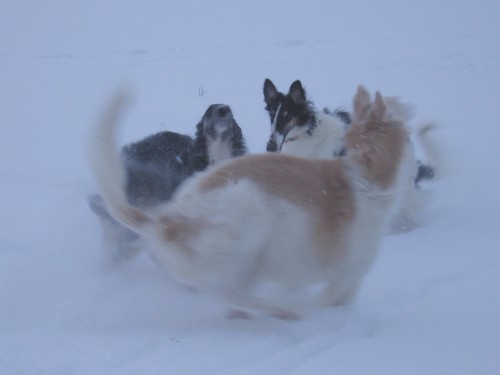4 01 2011 Ульянка 0111 мал.jpg