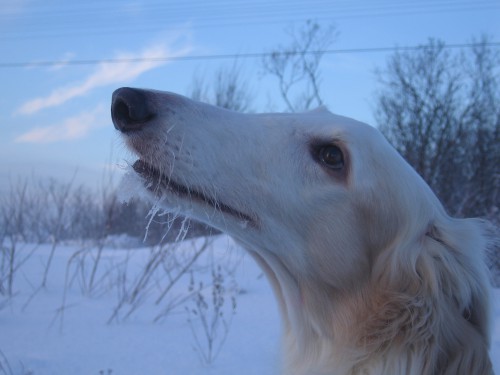 4 01 2011 Ульянка 057 мал.jpg