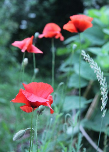 IMG_1206_1.jpg