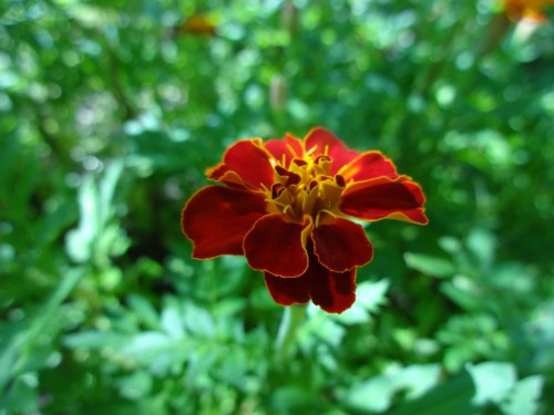 DSC07534.JPG