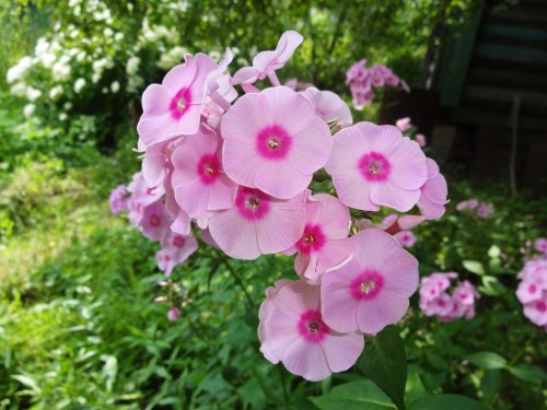 DSC07549.JPG