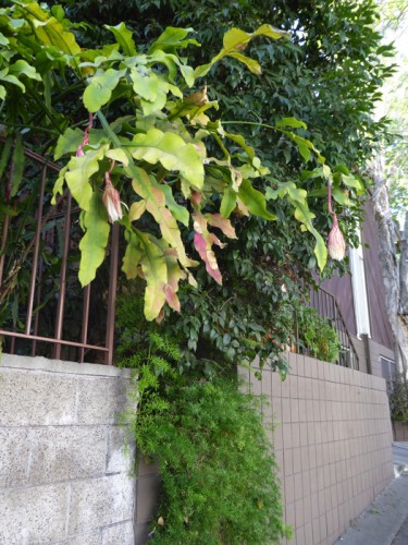 P1000383.jpg