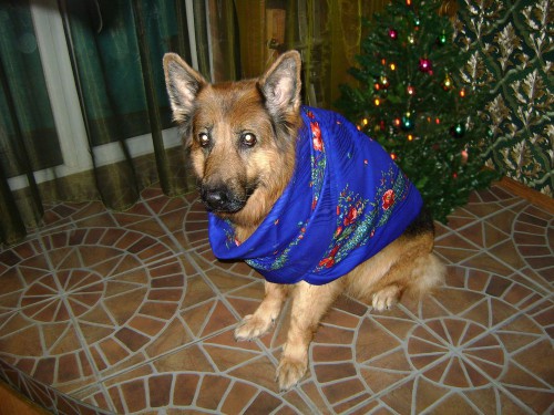 Дашка 14.01.2011.jpg