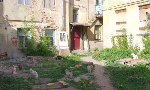 Дворовые торжокские кошаки))