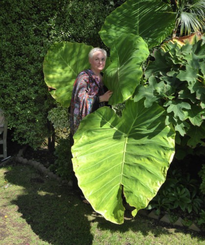Листья Слоновьего Уха (Colocasia esculenta) вблизи захоронения праха Махатмы Ганди