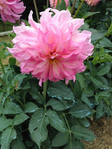 Foto10.jpg