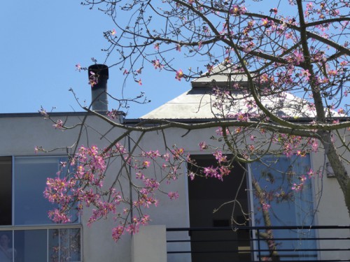 Silk Floss Tree