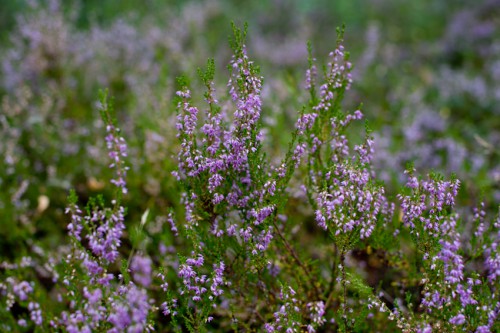 untitled-10.JPG