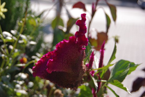 IMGP7825.JPG