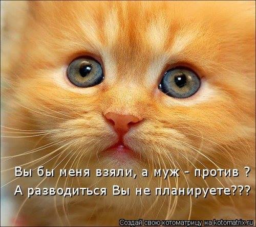 Про котов.jpg