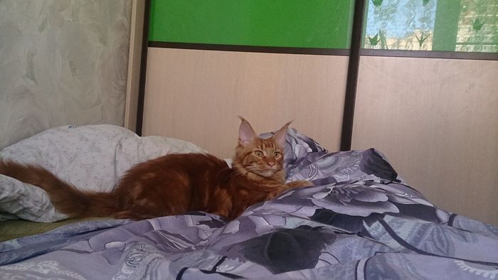 король кровати.jpg