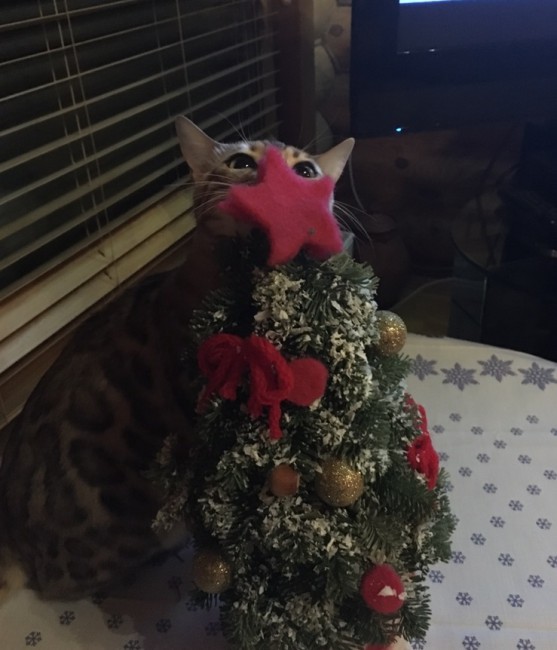 image.jpeg