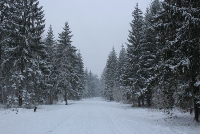 Прогулка в парке