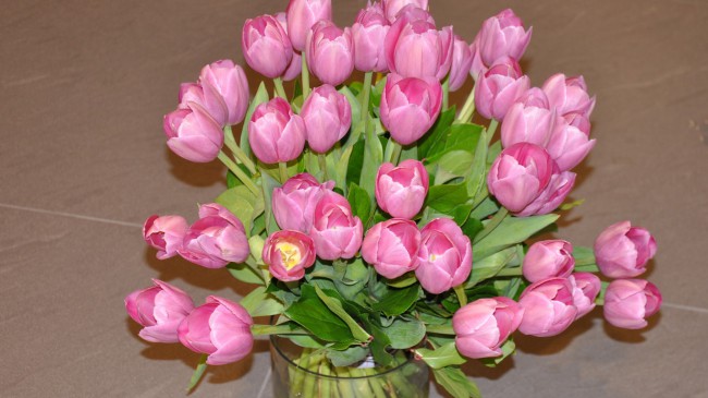 tulip-wallpaper-1366x768 (2).jpg