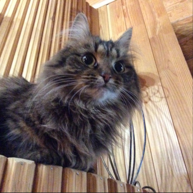 Шаля. Уже можно рассмотреть.
