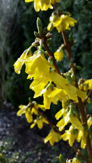 forsythia (после дождя)