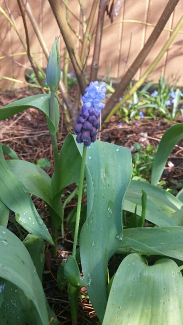 muscari (меж прошлогодних тюльпанов)