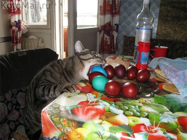 пасхальный кот.jpg