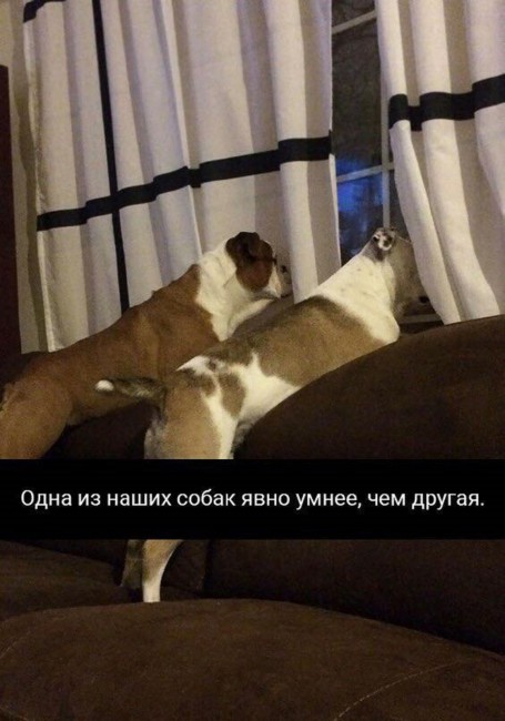 Одна явно умнее.jpg