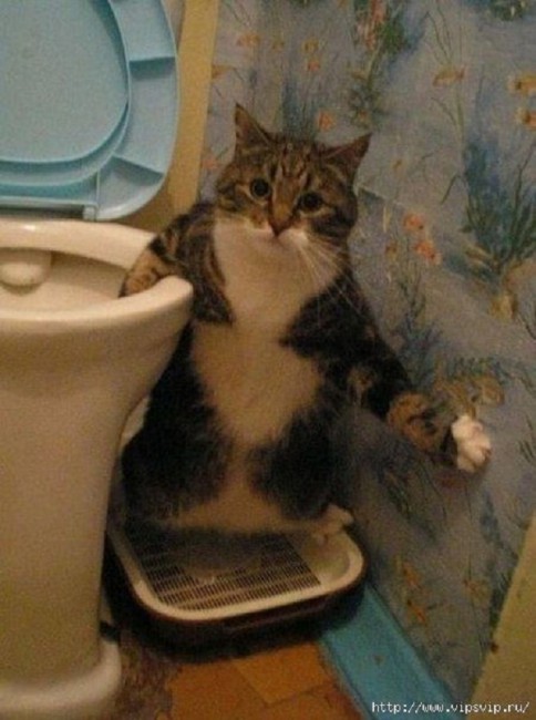 кот в туалете.jpg
