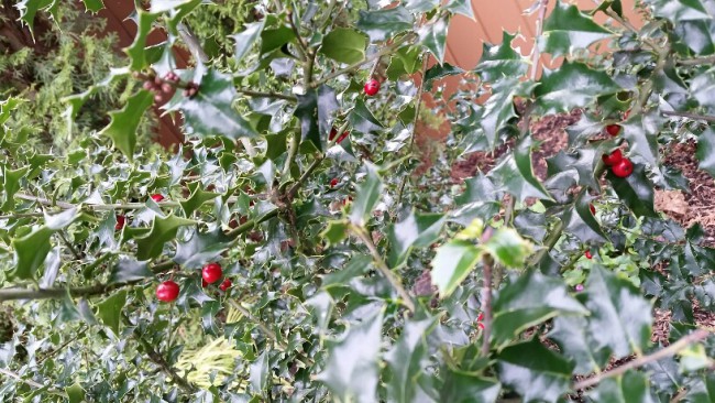 не склеванные птицами зимой алые ягоды на &quot;Holly&quot; (остролист)