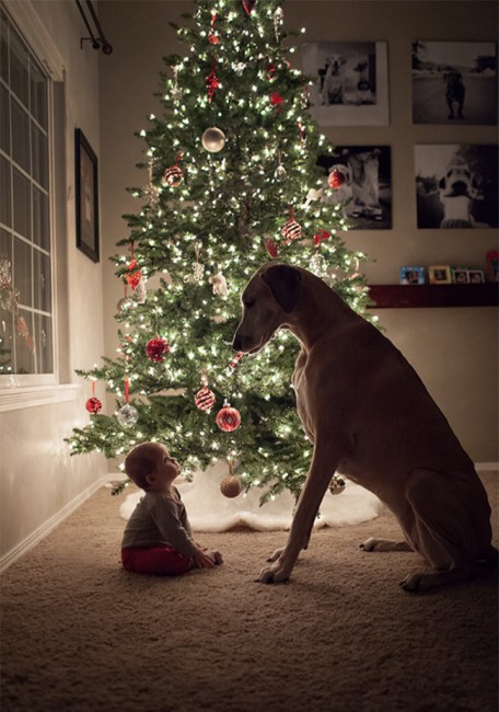 7172710-R3L8T8D-650-cute-big-dogs-and-babies-34.jpg