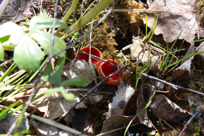 Саркосцифа алая, алая эльфова чаша, или просто алая чаша (лат. Sarcoscypha coccinea) — вид сумчатых грибов рода Саркосцифа семейства Саркосцифовые.