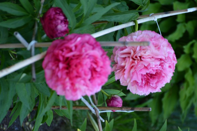 rose heart