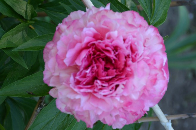 DSC_9156.JPG