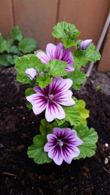 Zebrina
