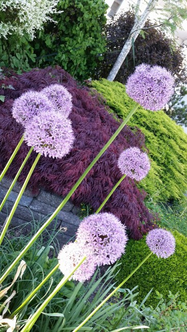 20170520_181154_resized.jpg