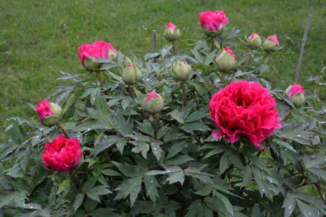 DSC_5507.JPG