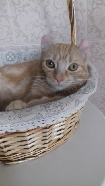 Симба в корзинке.jpg