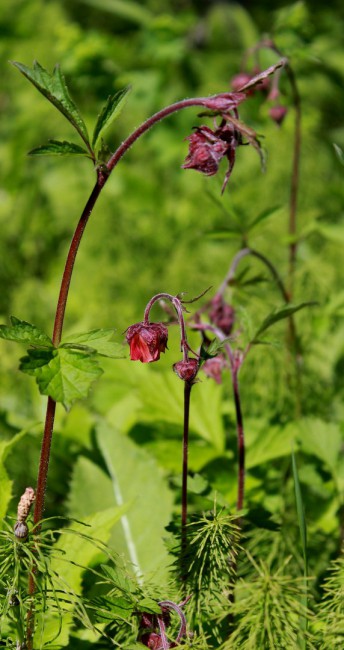 Гравила́т (лат. Géum) — род многолетних растений семейства Розовые (Rosaceae), встречается на всех континентах, кроме Антарктиды
