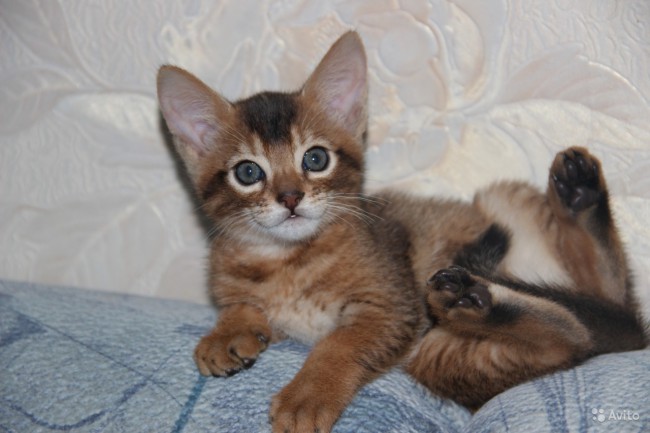 3520049068.jpg