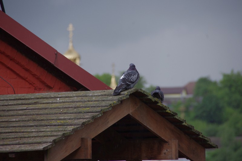 IMGP2214.jpg