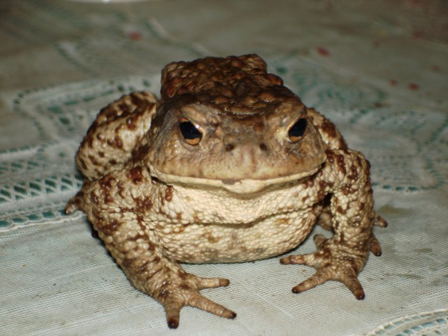 DSC01547.JPG