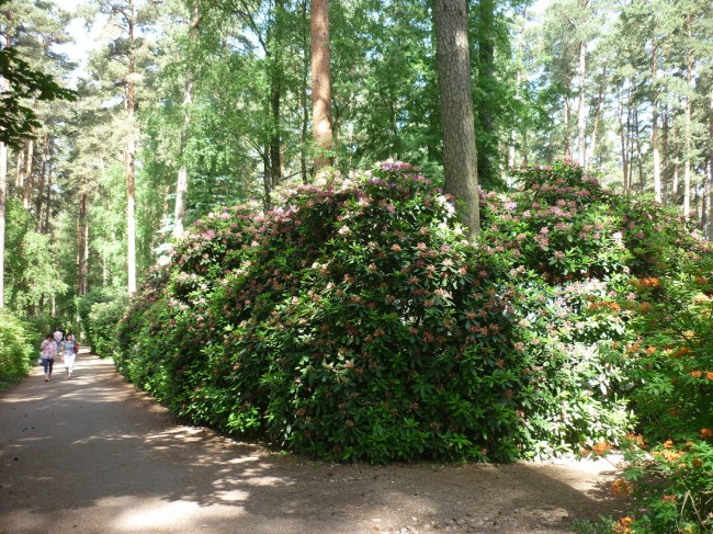 P1240006+.jpg