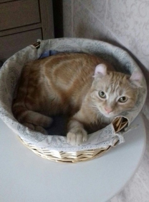 Симба в корзинке без ручки.jpg