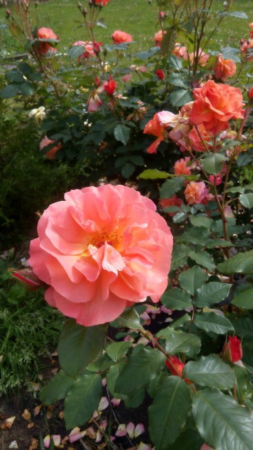 20170720102217.jpg