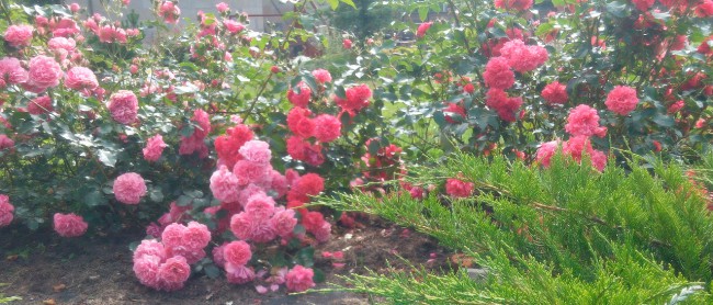 20170720100126.jpg