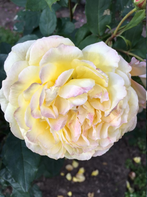 Шапки цветков очень тяжелые, слегка вниз смотрят