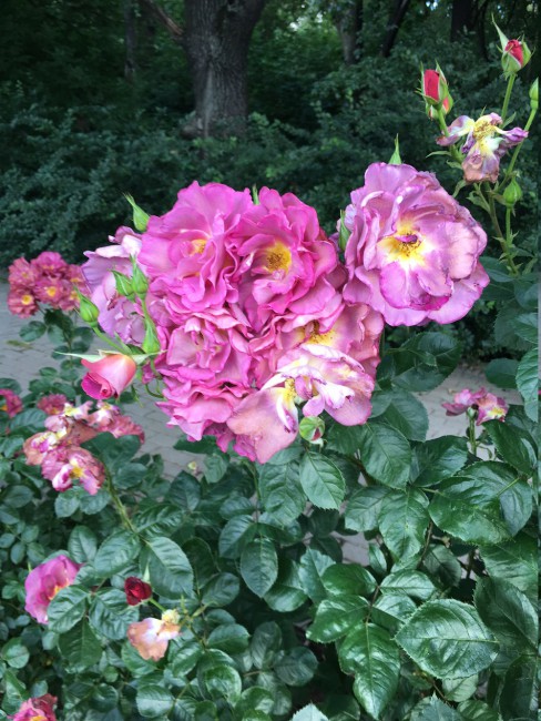 Розы разного оттенка на одном кусте