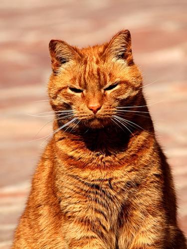 кот платон.jpg