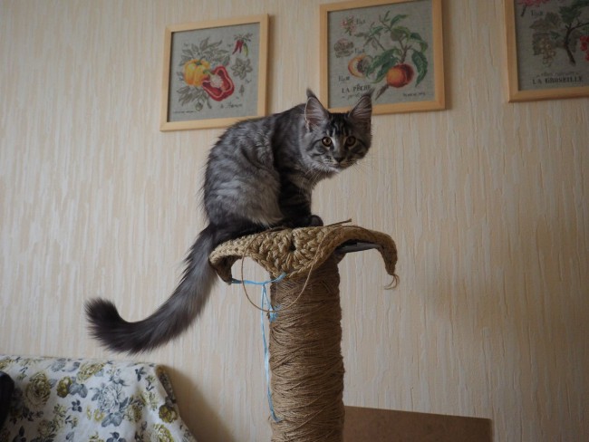 cat.jpg