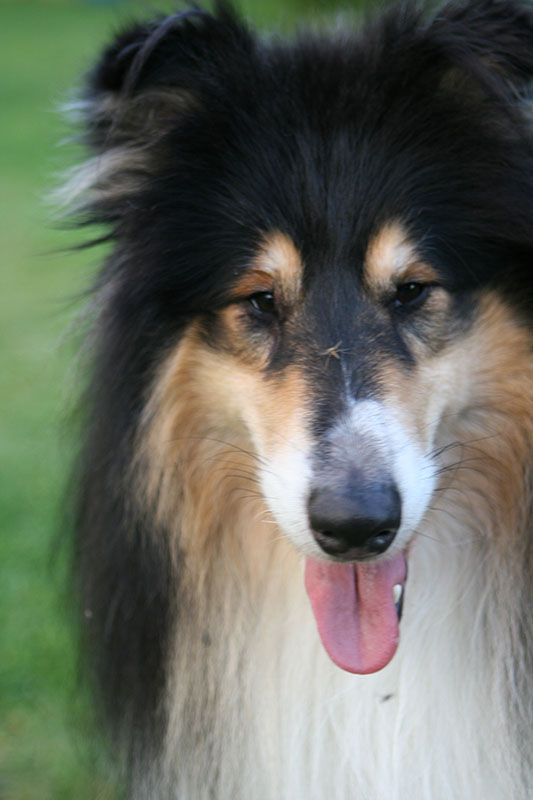Комар IMG_9010 ум.jpg