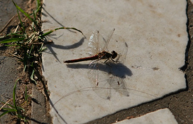 уменьш IMG_9495.jpg