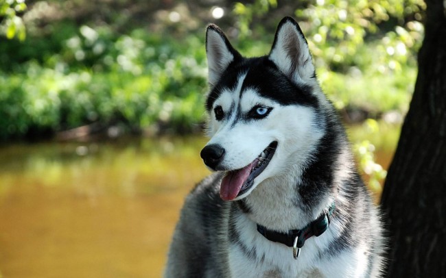 37605926-husky-wallpaper.jpg
